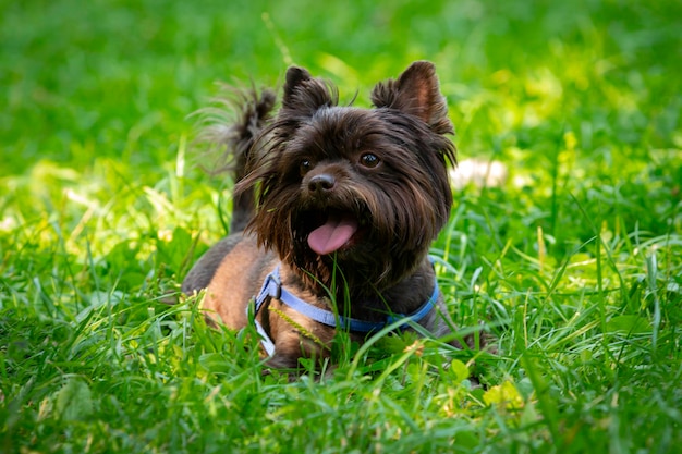 Divertente Yorkshire terrier di colore cioccolato gioca sull'erba...