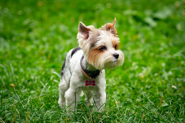 Divertente Yorkshire terrier sta giocando sull'erba...