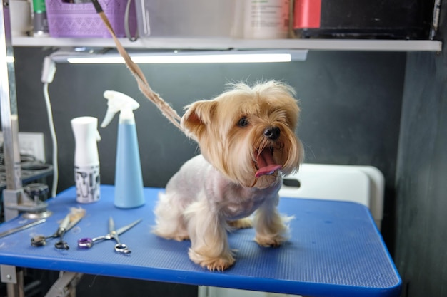 Divertente Yorkshire terrier su un tavolo da toelettatura accanto a un paio di cesoie per cani