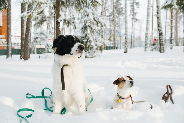 Divertenti cani curiosi seduti per metà sepolti nella neve, entrambi guardando nella stessa direzione. Alberi radi sullo sfondo. Neve nell'aria.