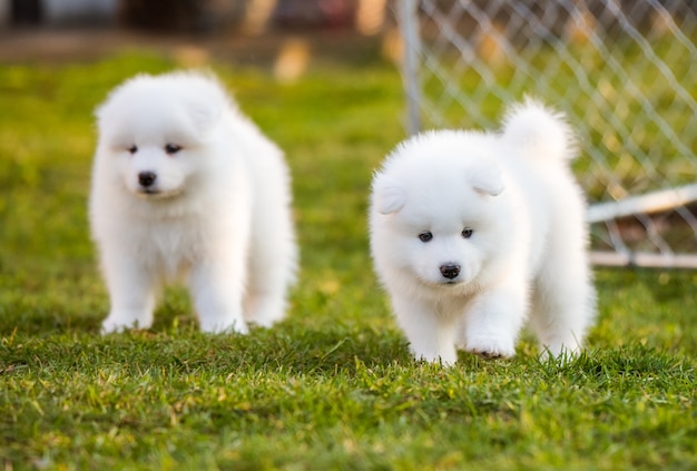 Divertenti e soffici cuccioli di Samoiedo bianco stanno giocando