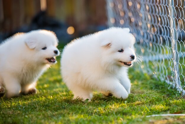 Divertenti e soffici cuccioli di Samoiedo bianco stanno giocando