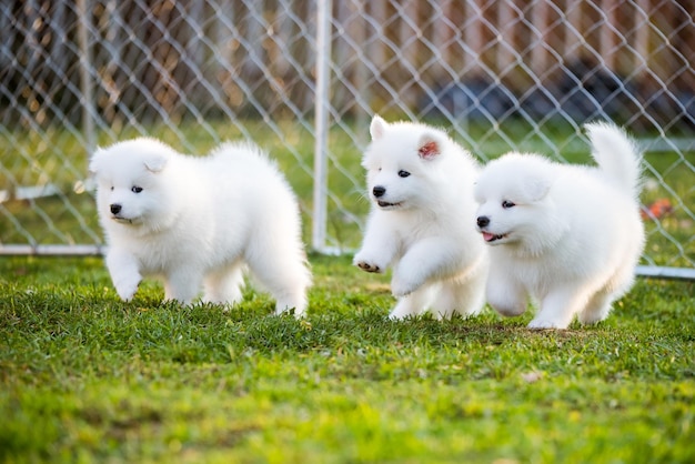 Divertenti e soffici cuccioli di Samoiedo bianco stanno giocando