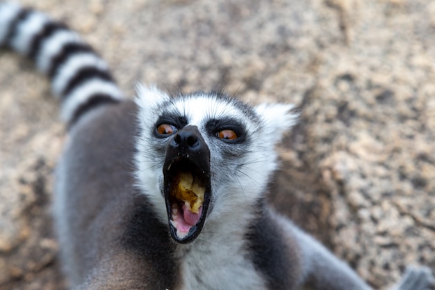 Divertenti lemuri dalla coda ad anelli nel loro ambiente naturale