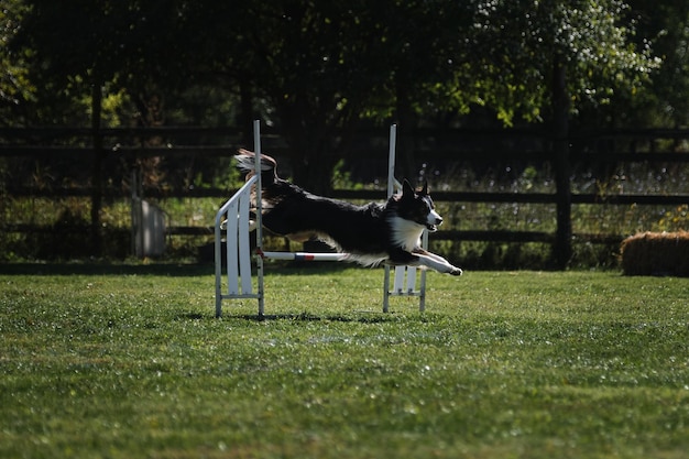 Divertiti con l'animale domestico fuori Border collie tricolore nero salta su una barriera speciale