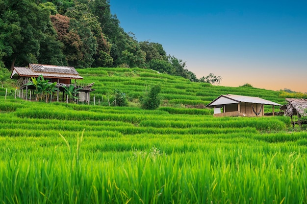 Divieto di terrazze di riso pa pong piang a chiangmai Queste sono le terrazze di riso più belle della Thailandia