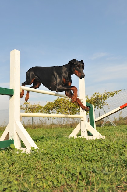 Doberman in agilità