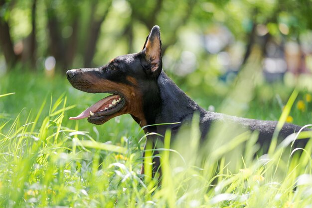 Doberman in posa in un parco cittadino