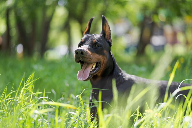 Doberman in posa in un parco cittadino