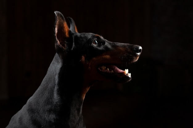 Doberman Pinscher contro la vista frontale nera