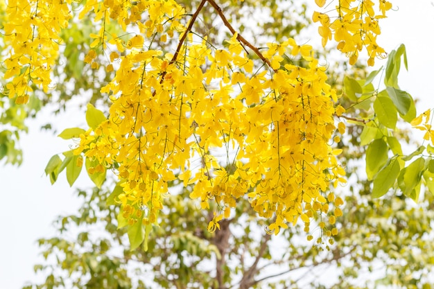 Doccia dorata gialla o cassia fistola