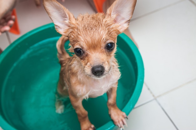 Doccia piccolo cane in bagno, piccolo cucciolo in acqua cantare
