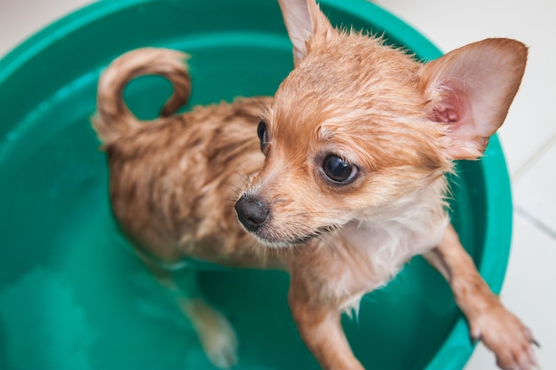 Doccia piccolo cane in bagno, piccolo cucciolo nel lavandino d&#39;acqua