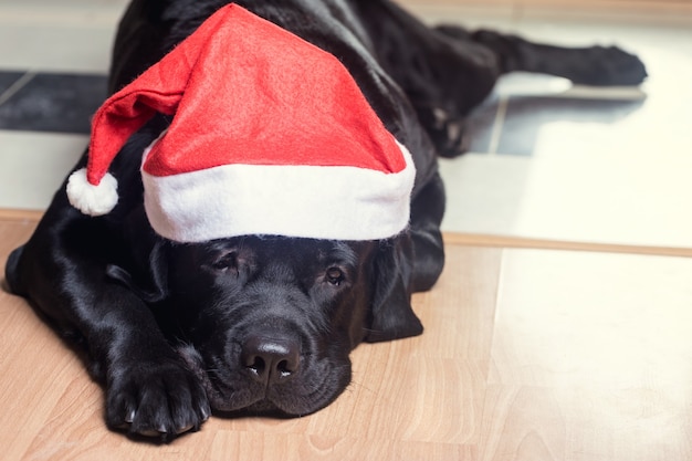 Documentalista di labrador nero al cappello di Babbo Natale sdraiato sul pavimento di fronte alla telecamera.