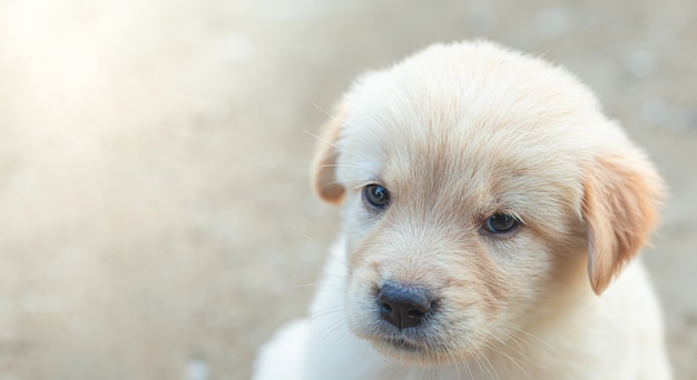 Documentalista dorato del piccolo cucciolo