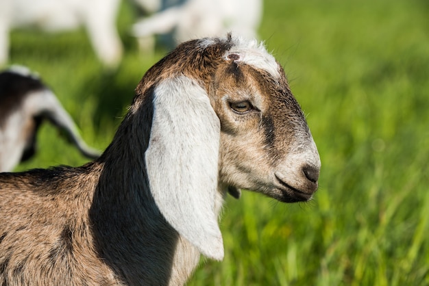 Doeling capra boera sudafricana