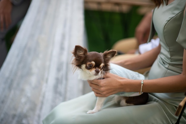 Dog sitter su femmina legxA