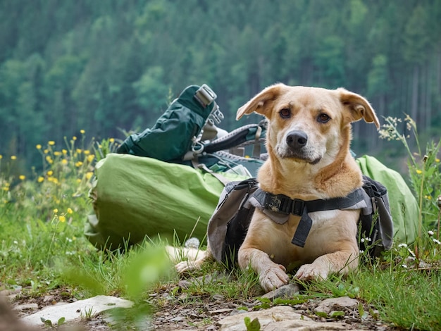 Dog sitter sull'erba in montagna Carpazi Ucraina