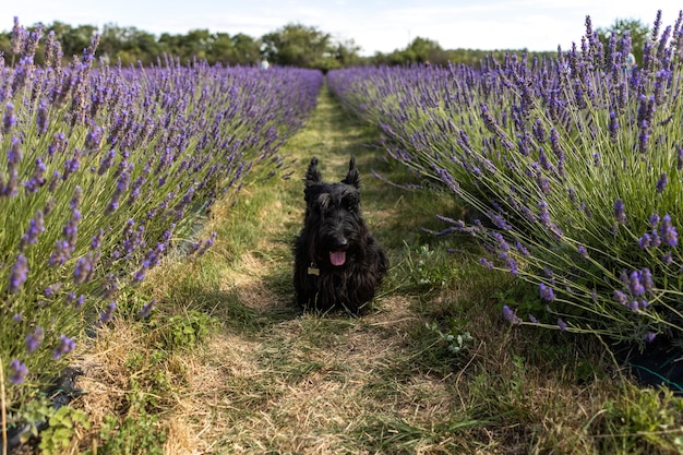 dog sitter tra i filari di lavanda