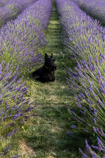 dog sitter tra i filari di lavanda