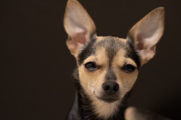 Dog toy terrier è stanco, vuole dormire