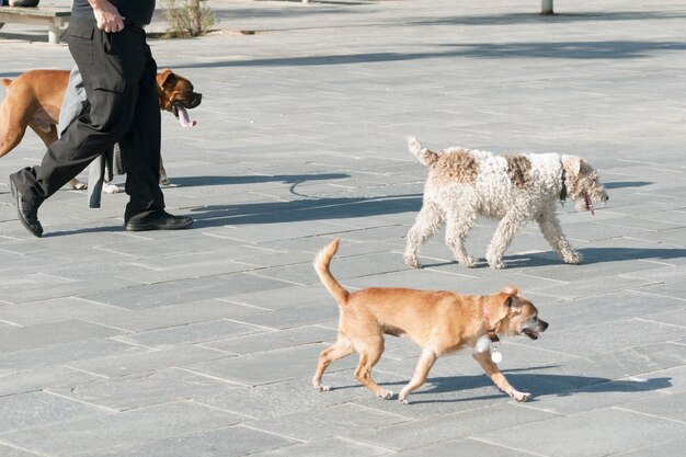 Dog walker non identificato sulla strada della città con tre cani