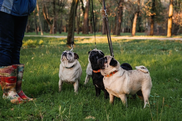 Dog walking professionista dog walker cani a spasso nel parco al tramonto autunnale che camminano nel branco di