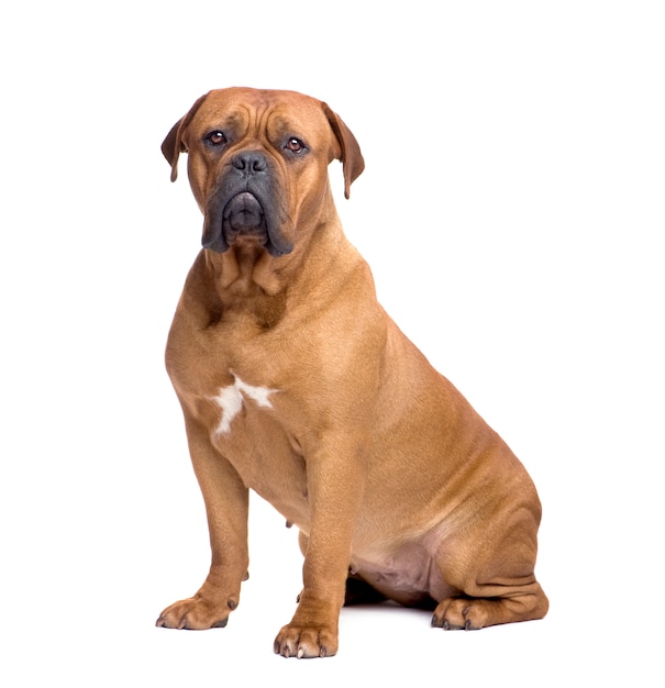 Dogue de Bordeaux con 1 anno. Ritratto di cane isolato