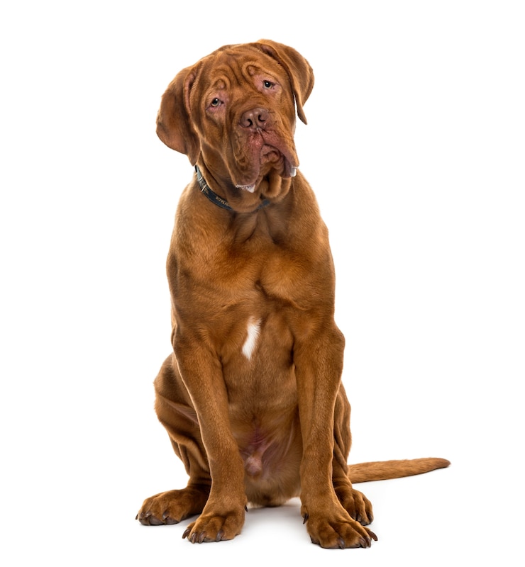 Foto dogue de bordeaux davanti al muro bianco