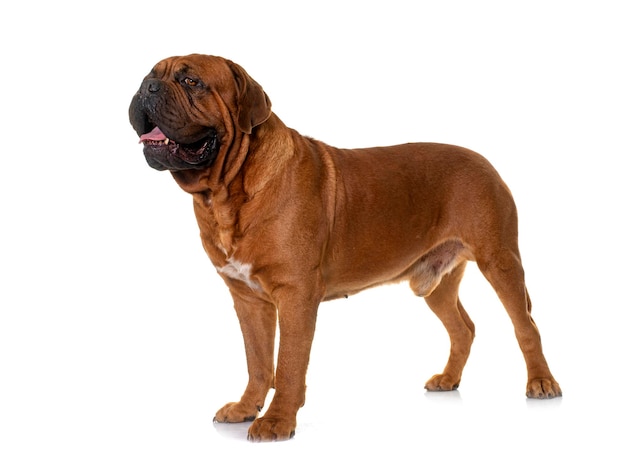 Dogue de Bordeaux