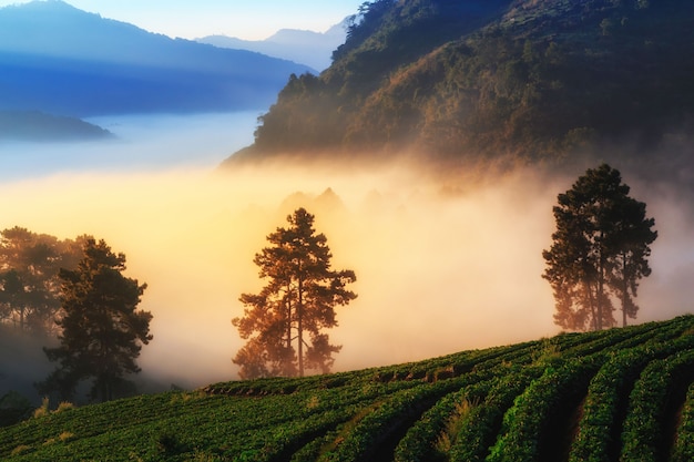 Doi Ang Khang Chiang Mai, Tailandia.