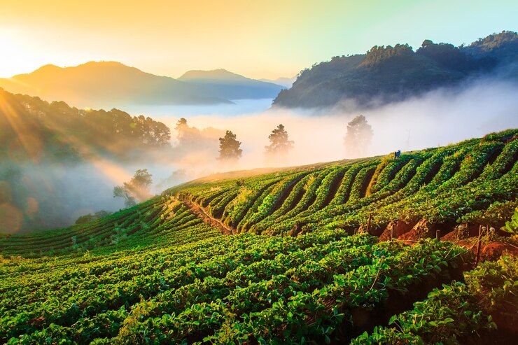 Doi Ang Khang Chiang Mai, Thailand.