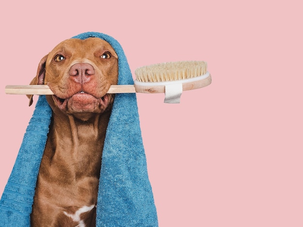 Dolce asciugamano blu marrone cane e spazzola da lavaggio