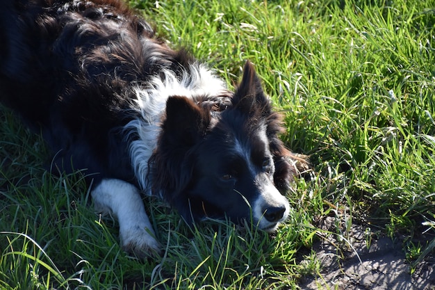 Dolce Border Collie cane che stabilisce in un accovacciato in erba.
