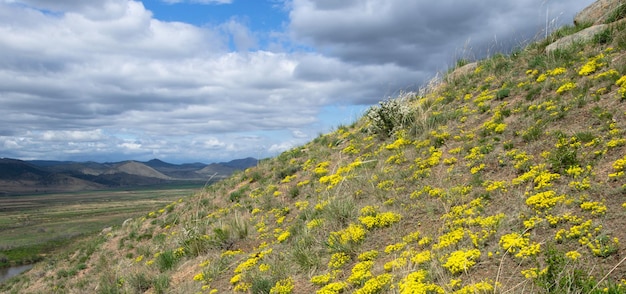 Dolce collina con fiori gialli contro il cielo blu