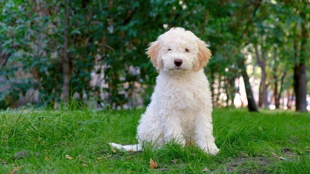 Dolce cucciolo bianco lagotto romagnolo seduto sull'erba e guardando la telecamera nello spazio estivo per