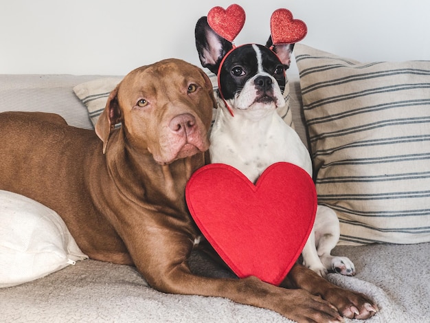 Dolce cucciolo di cane marrone e cuore rosso