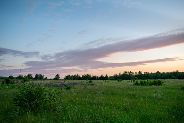 Dolce e bella alba nel campo in estate