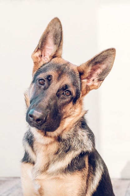 Dolce e soffice obedient German Shepherd cane seduto contro la parete beige e guardando la telecamera con fedeltà