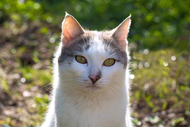 Dolce gatto domestico in giardino