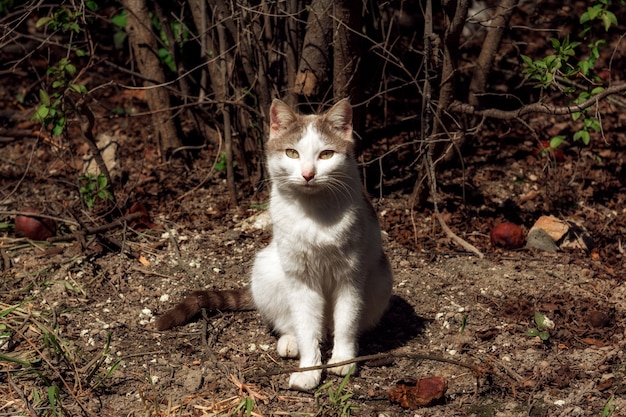 Dolce gatto domestico in giardino