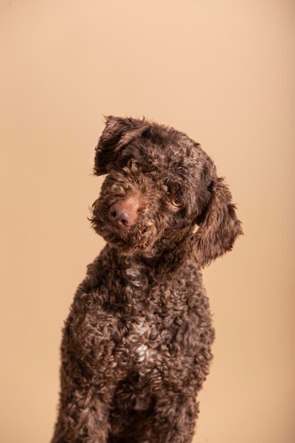 Dolce giovane cane d'acqua spagnolo su uno sfondo beige ritratto di un animale domestico in uno studio fotografico
