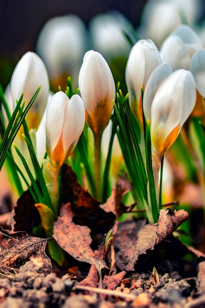 Dolce sfondo naturale primaverile Prato selvatico erba e luce sulla natura macro Bella estate immagine ispiratrice della natura