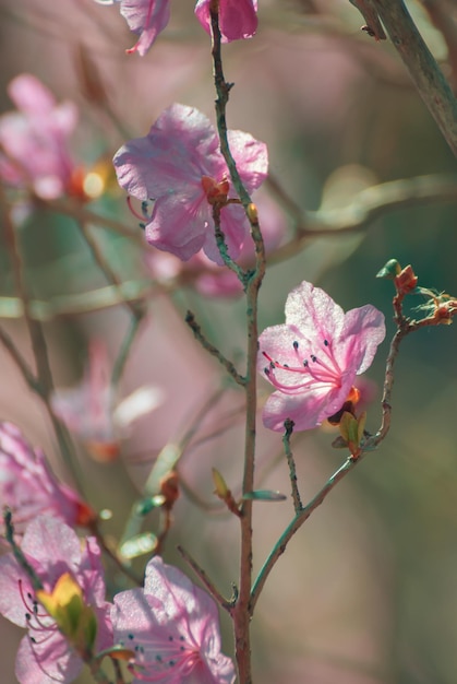 Dolce sfondo primaverile Bel fiore