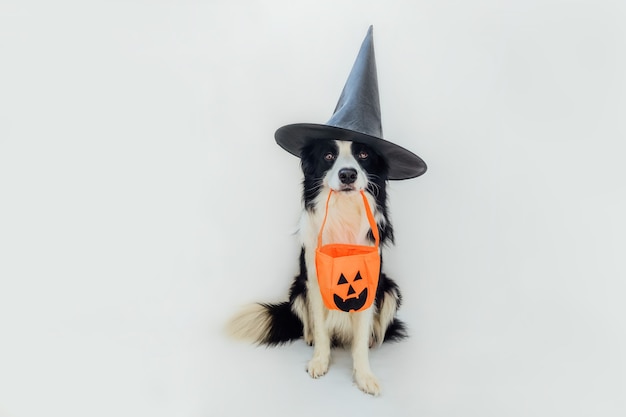 Dolcetto o scherzetto concetto. Divertente cucciolo di cane border collie in halloween hat costume da strega che tiene cesto di zucca in bocca isolato su sfondo bianco. Preparazione per la festa di Halloween.