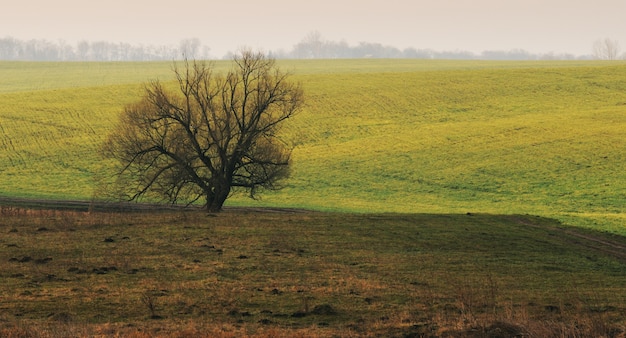 Dolci colline di campi di grano verde