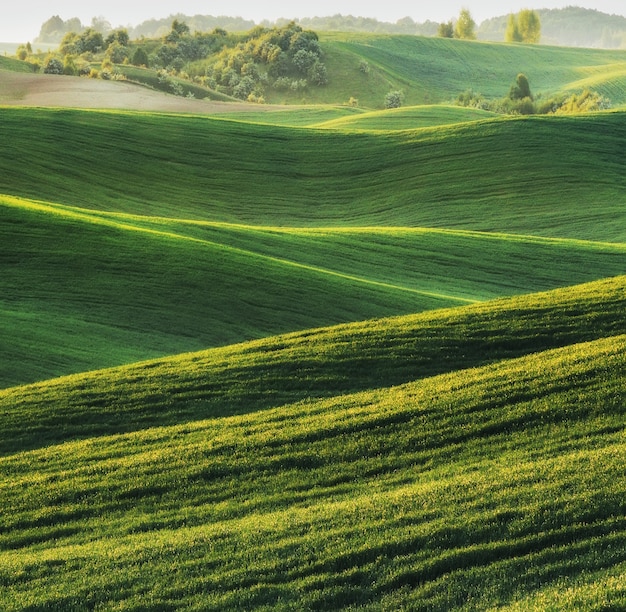 Dolci colline di campi di grano verde