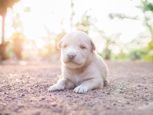 Dolci cuccioli neonati sdraiati a terra nel giardino cucciolo thailandese