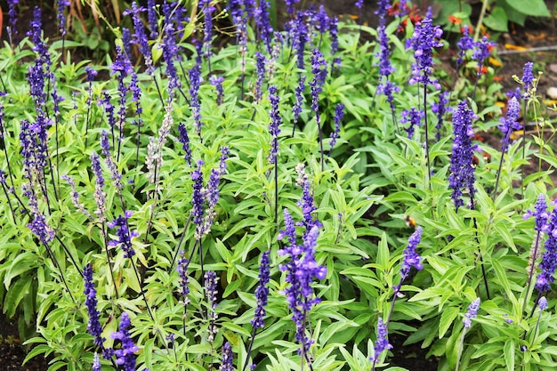 Dolci fiori blu per tutto il vento calmo della sera