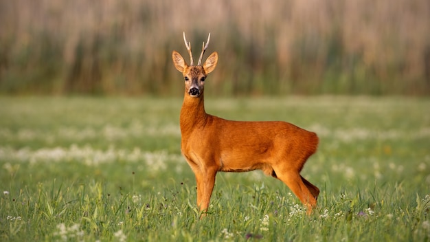 Dollaro dei caprioli che cammina al campo verde